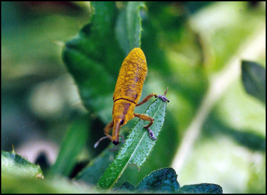 Lixus pulverulentus